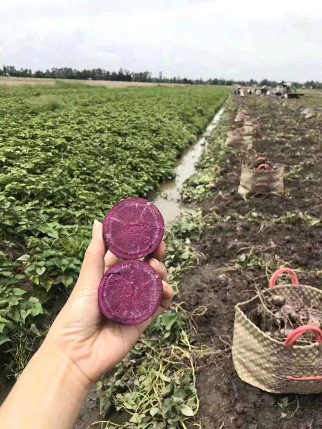 种植紫薯的高产方案,很全面,建议收藏