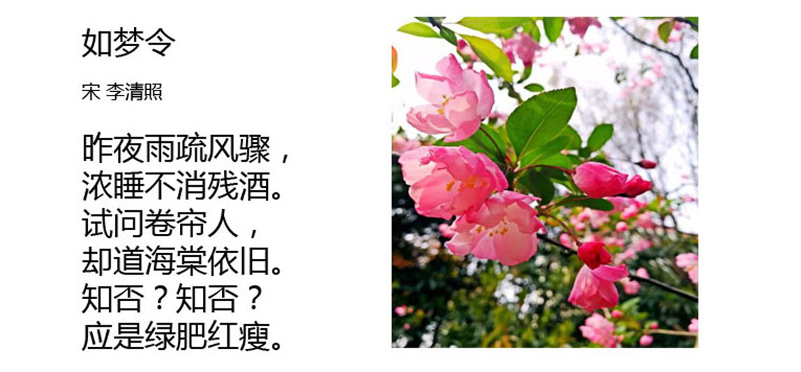 海棠花文案图片