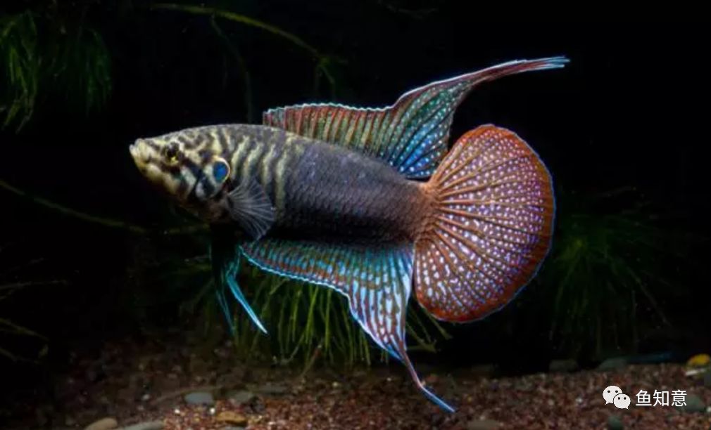 中国斗鱼——圆尾斗鱼