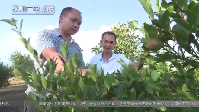 [图]精准扶贫在路上 祁阳崀井山村高岸田里种油茶