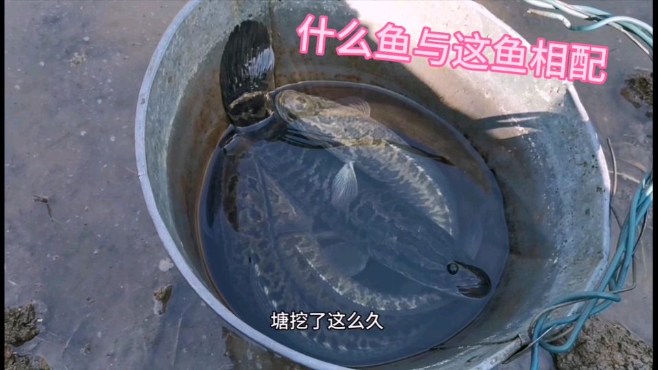 这么优质的鱼塘,放了乌鱼,还养什么鱼比较好呢?