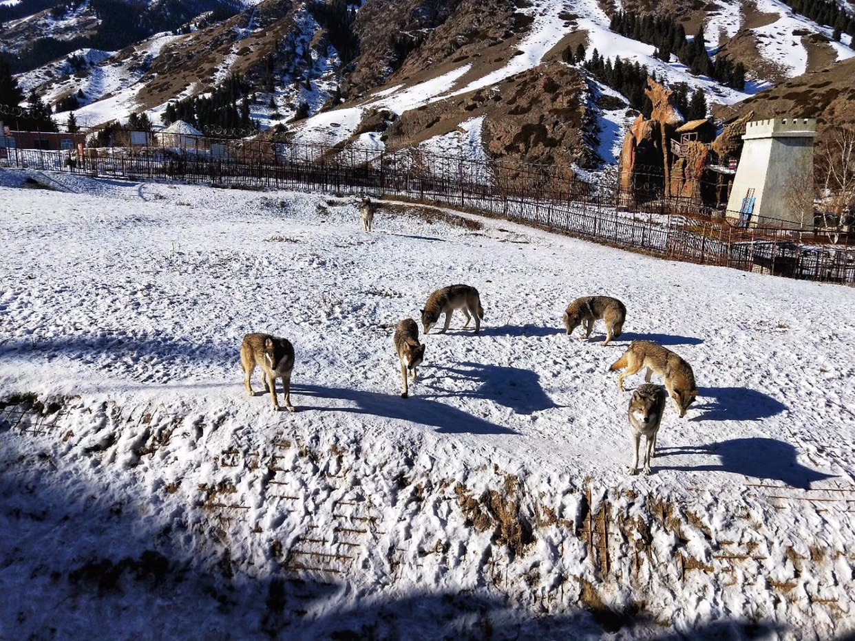 你见过狼吗?来新疆吉木萨尔野狼谷吧,胆大的可以和狼亲密接触哦