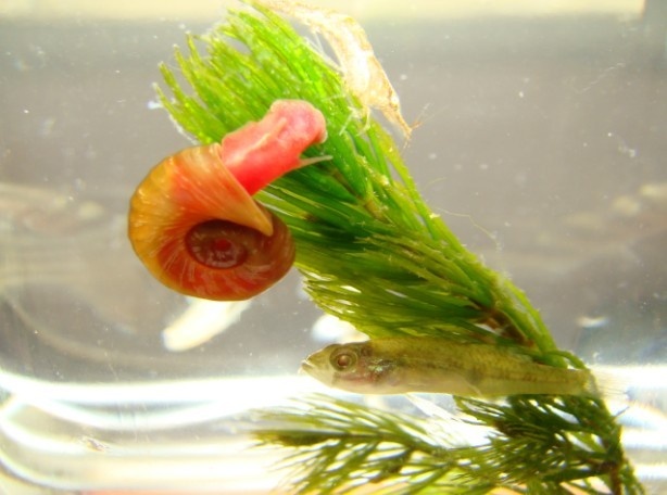 动物小百科:关于苹果螺你不得不知道的知识!