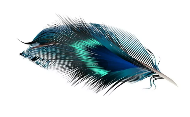 趣味测试:哪一个羽毛最漂亮?测你性格中最缺少什么!