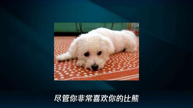 [图]比熊犬怎么饲养？