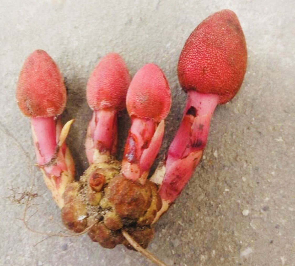 文王一支笔是什么?为什么能价格高达3000元一斤?看完真相大白了