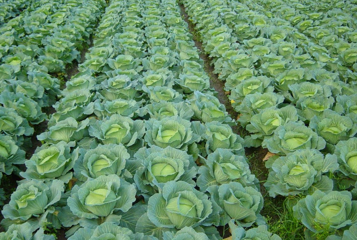 慎选基地:旱地无公害结球甘蓝要求选择气候凉爽,土层深厚,土壤肥沃,保