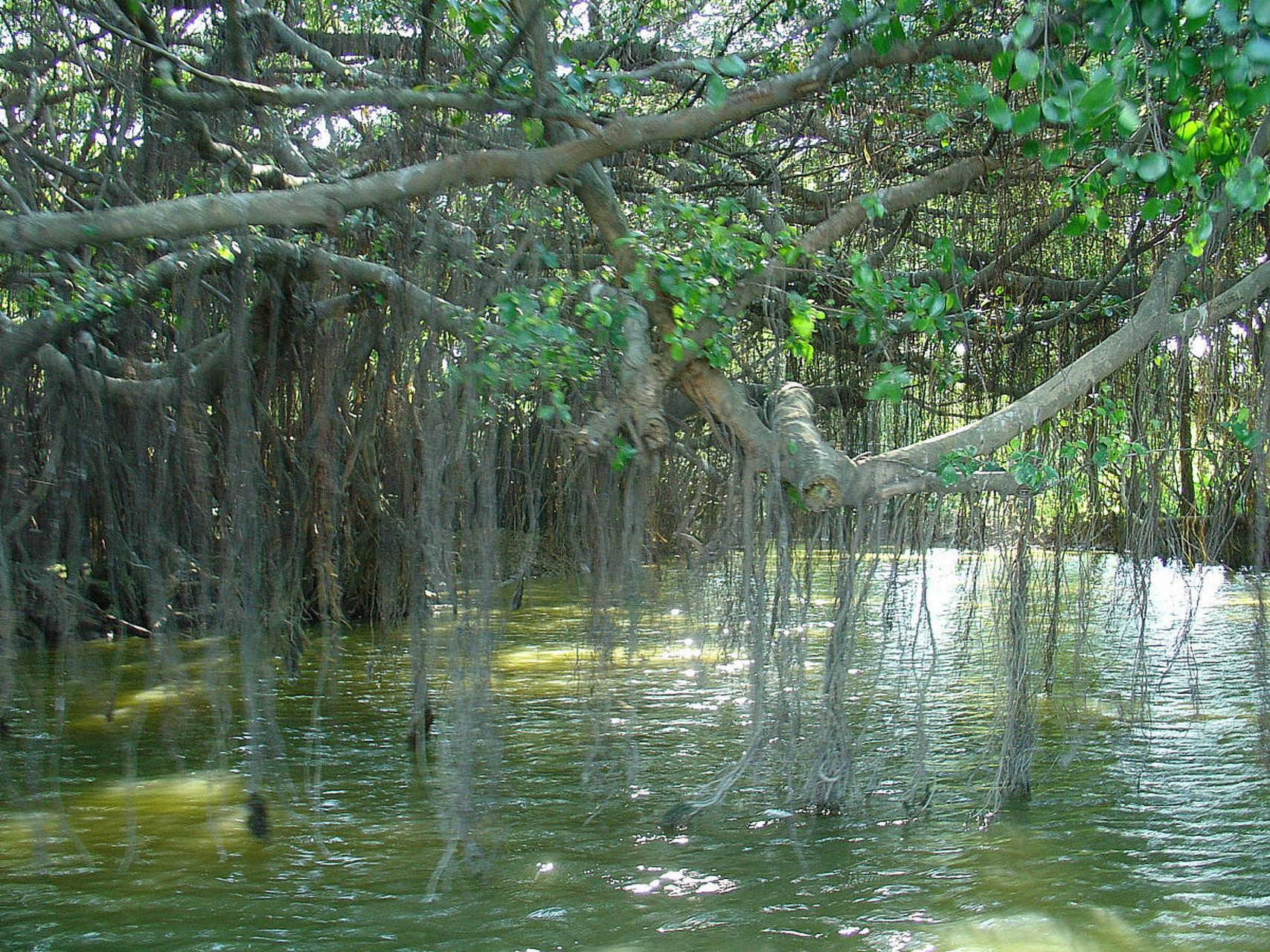 天马河古榕(小鸟天堂古巨榕)为桑科榕属植物中的水榕,亚热带阳生常绿