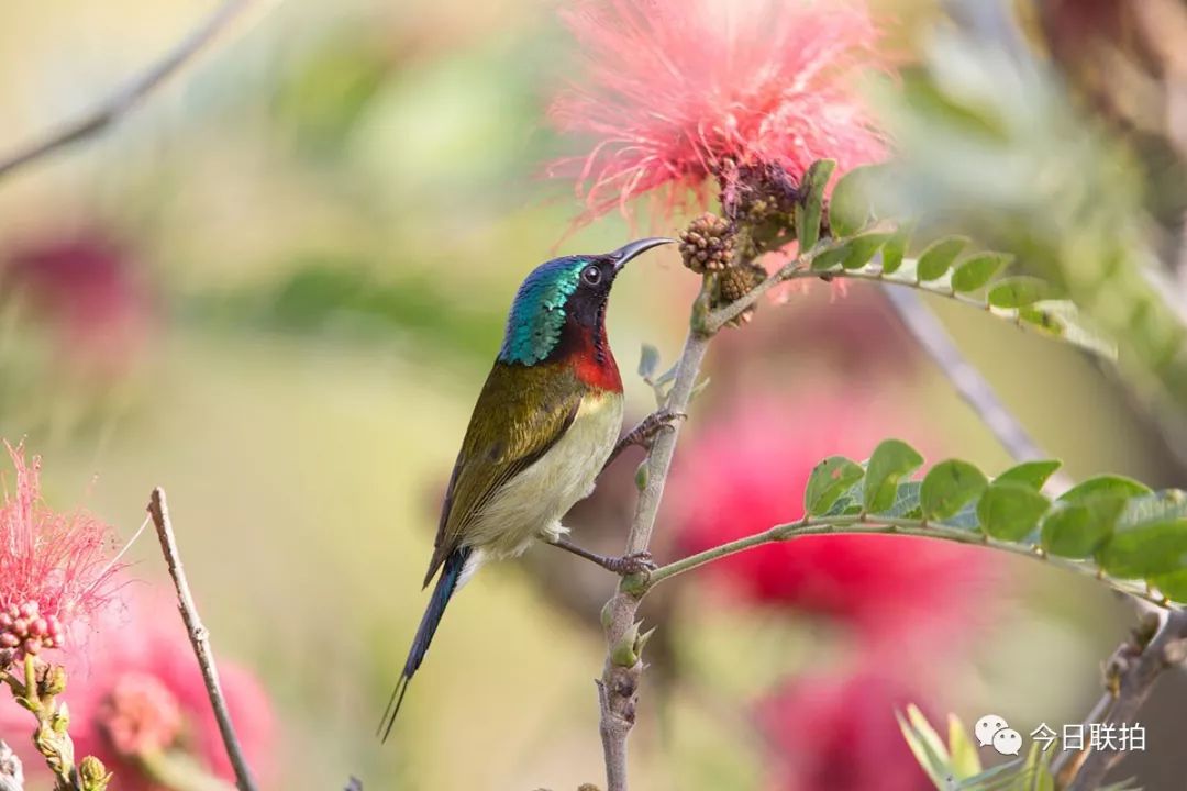 银杏的果实与枝叶,殆以石绿搭配汁绿填染,益