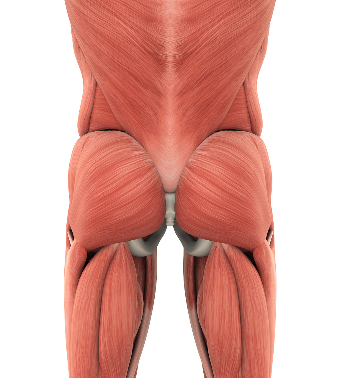 大腿后侧的肌肉叫做股后肌群.