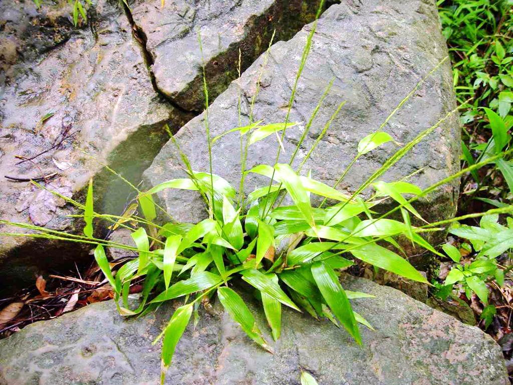 酷似"竹叶"价值特别大,广东人买来煲汤做凉茶,1斤20元很畅销