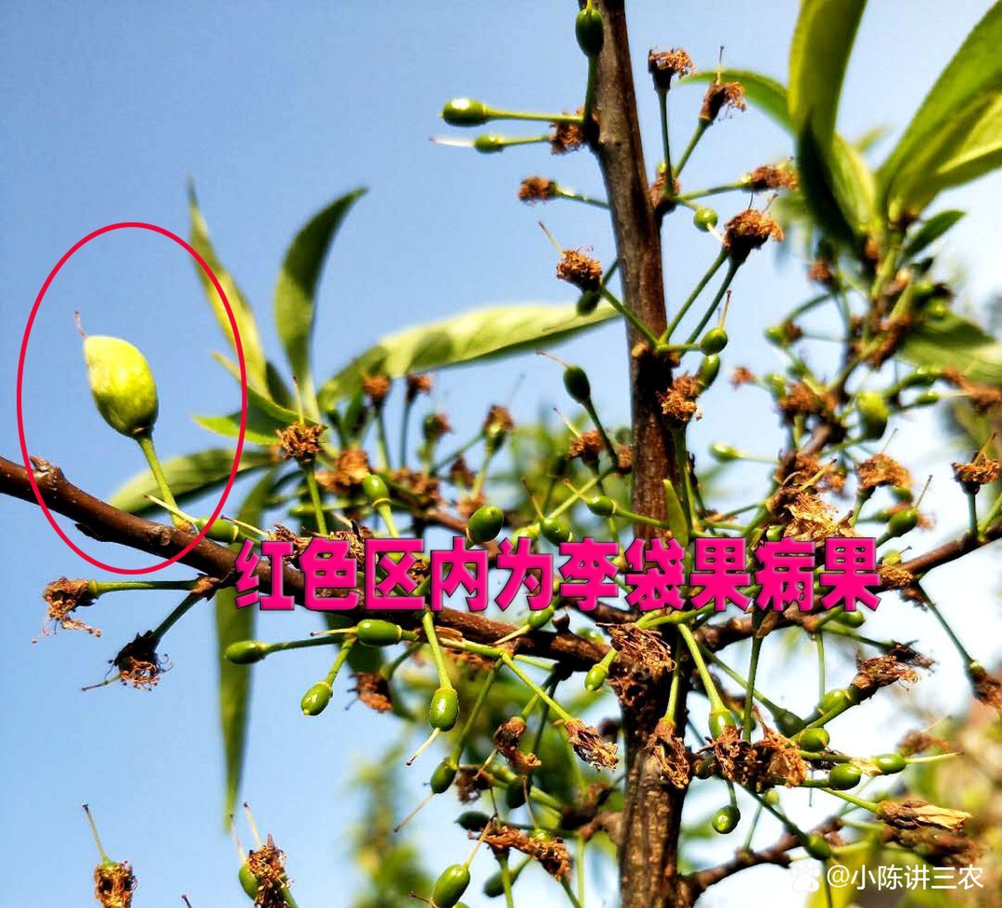 李树管理 李树袋果病一般在春季花落后开始发病,低温多雨发病越重,6