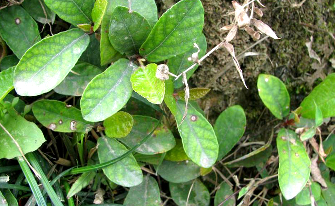 农村一种植物,酷似"枇杷,人称"地枇杷,能缓解风湿筋骨痛