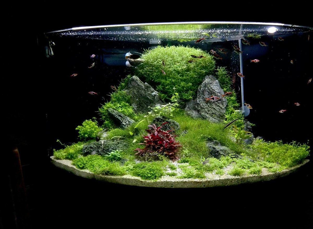 精心造景的鱼缸,成景让人赞叹,佩服