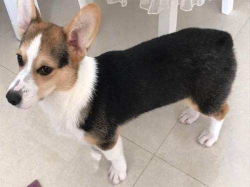 两只柯基爬楼梯,前面一只拦住后面不让上,下一秒悲催让人笑翻!