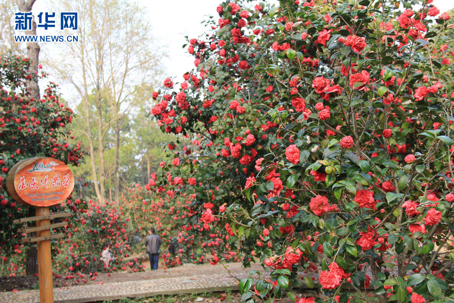 山城重庆市市花——山茶花