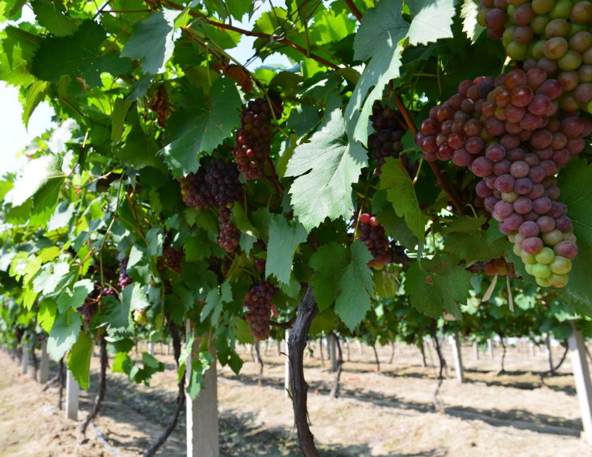 今天我们要介绍的葡萄藤却是这样的.