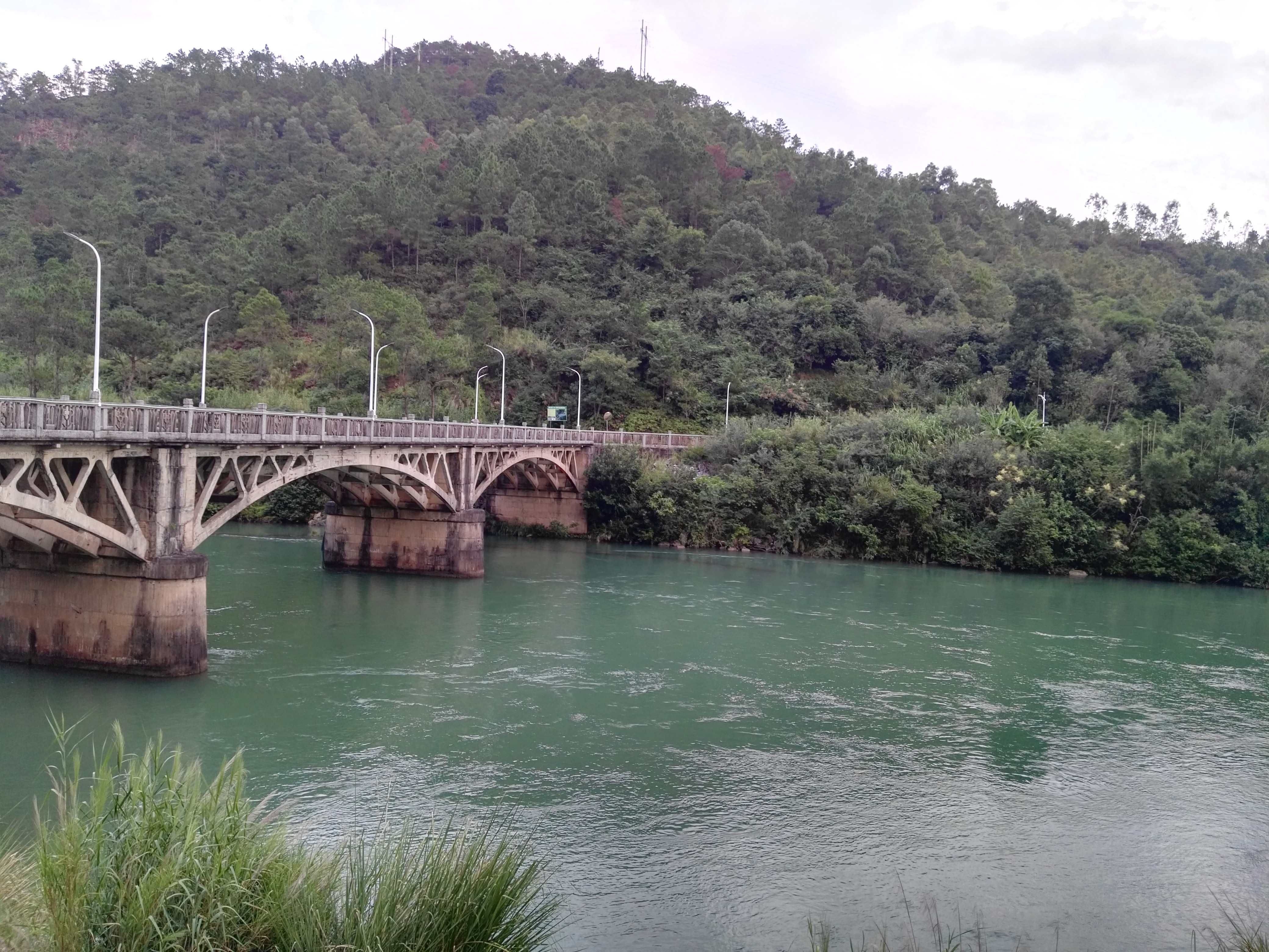 惠州白盆珠镇旁有条西枝江,江水好绿好绿