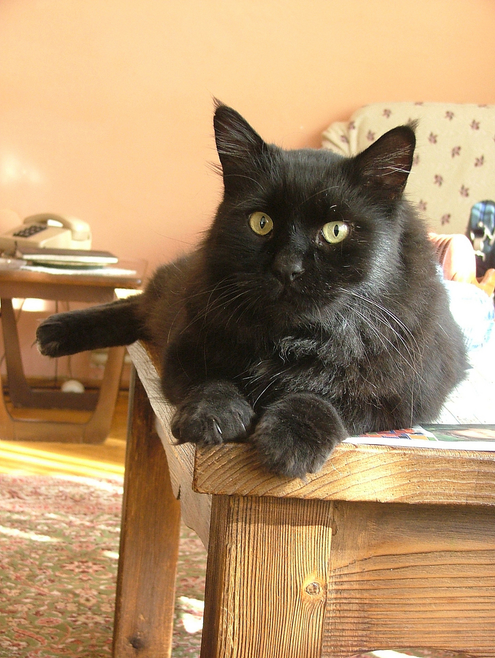 [原文:喂养"黑金渐层"品种猫的.