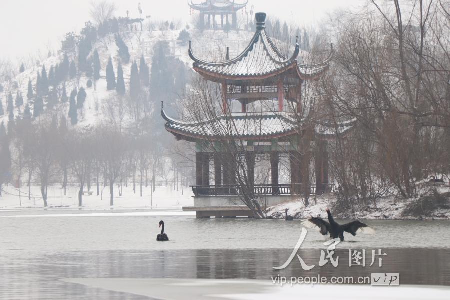 2019年2月14日,河北省邯郸市广平县东湖公园内一对黑天鹅在雪中秀恩爱