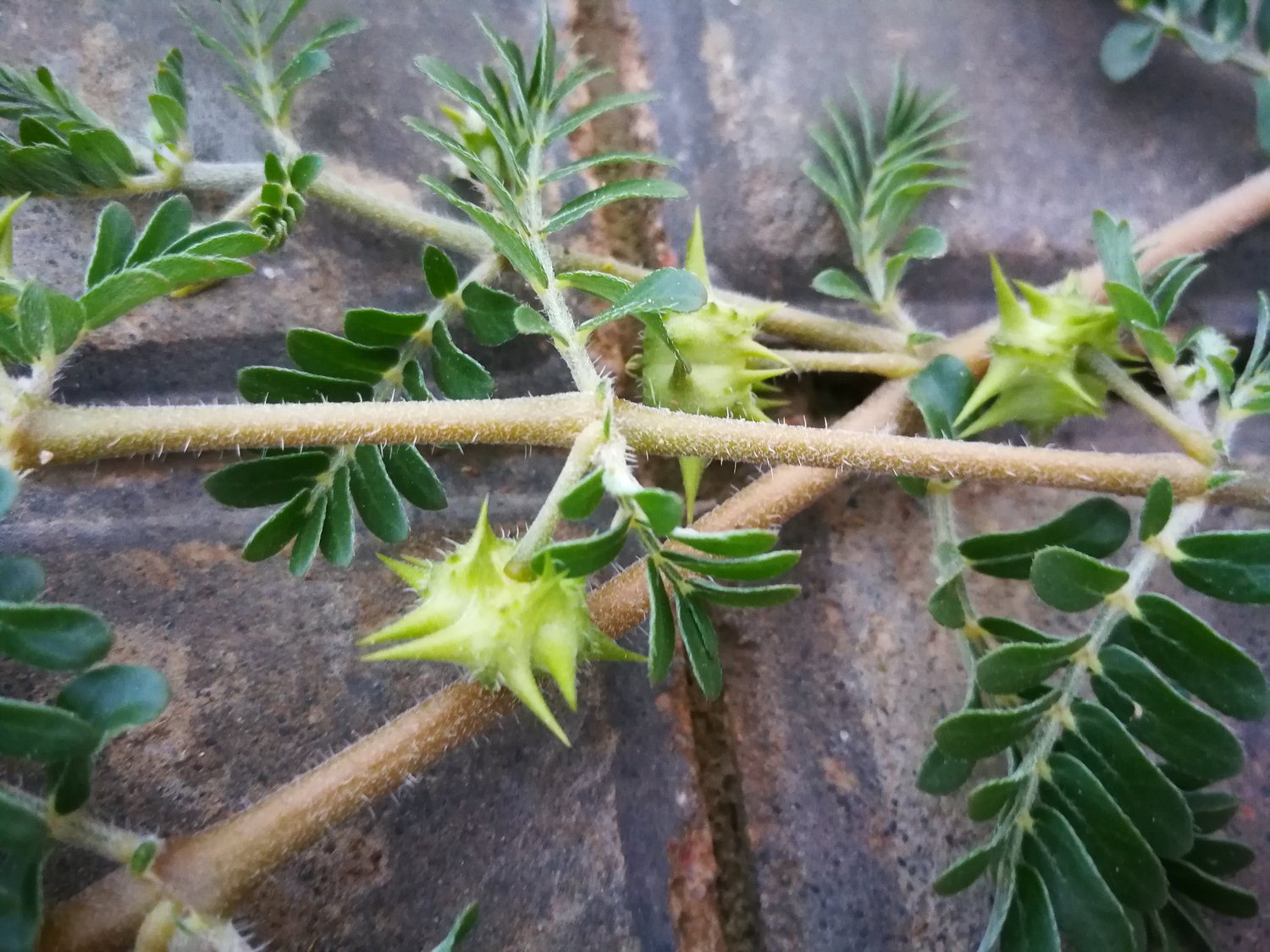 尤其在肝肾功能不佳时,委以刺蒺藜为重任,多能获益.