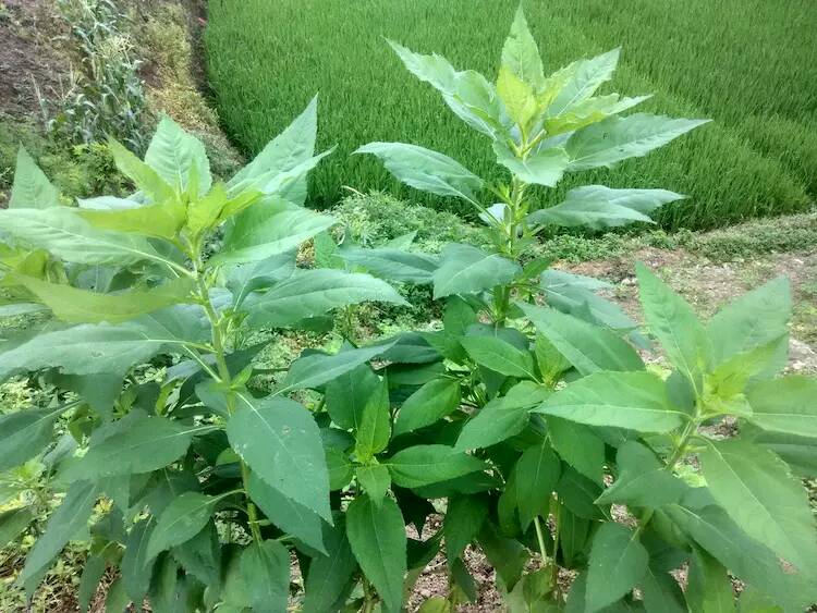 胰岛素植物图片大全图片