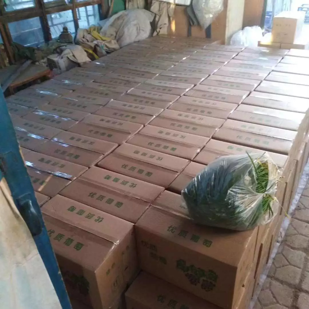 东营好心人帮帮六户的果农!3000000斤葡萄都要烂了!