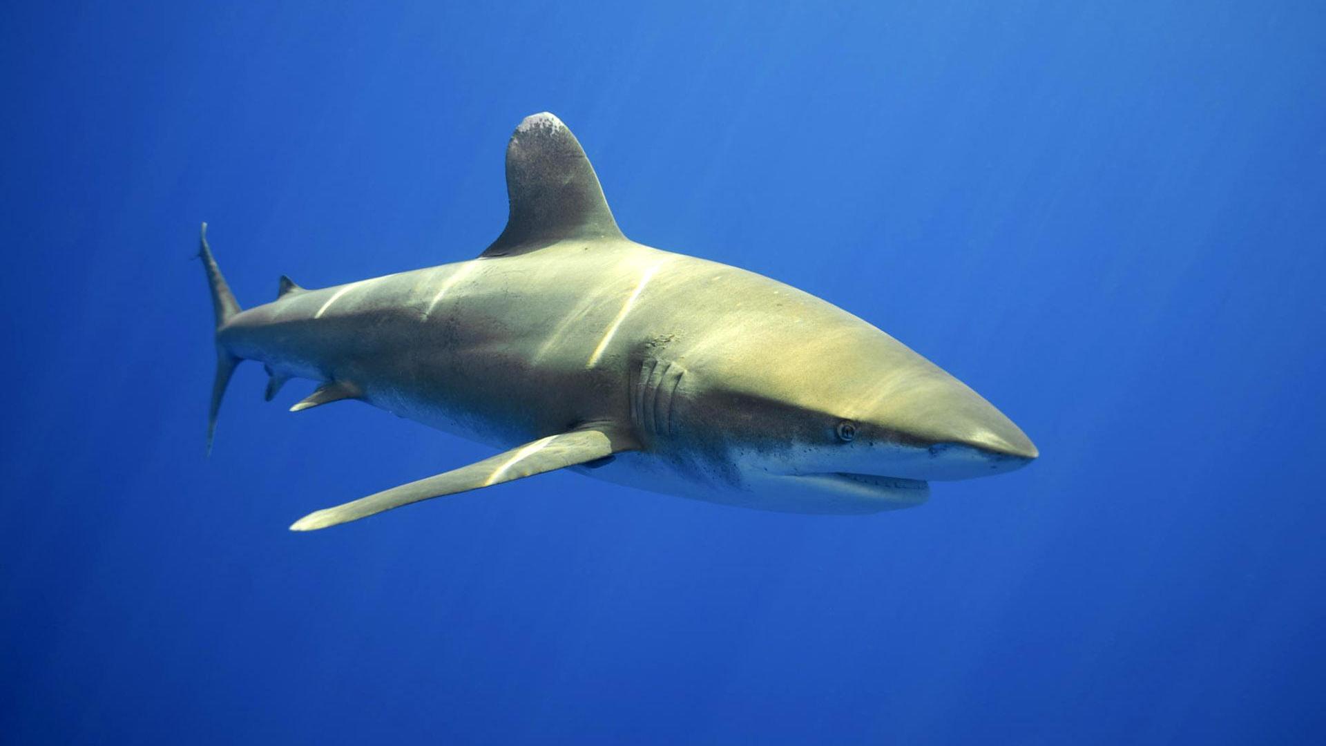 比5层楼还高,巨型鲨鱼大盘点,大到你想不到