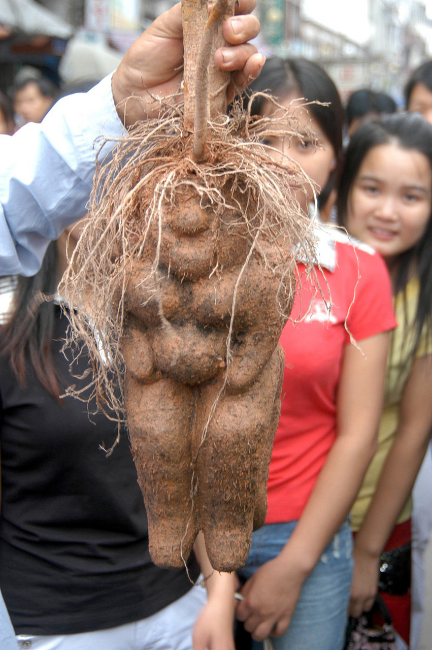 四川农民挖出250斤人形"树根",5000元买走,随后卖出百万高价  在自然