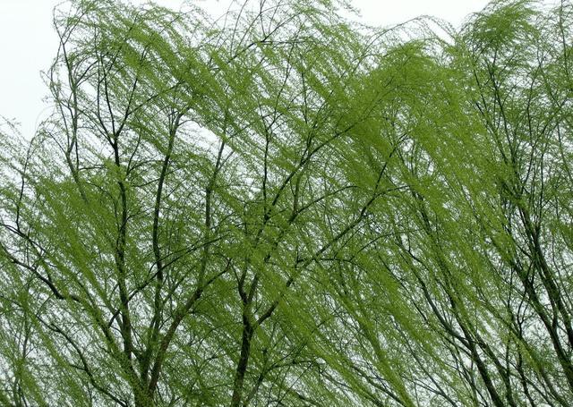 美文:迎风而行,绽放美丽