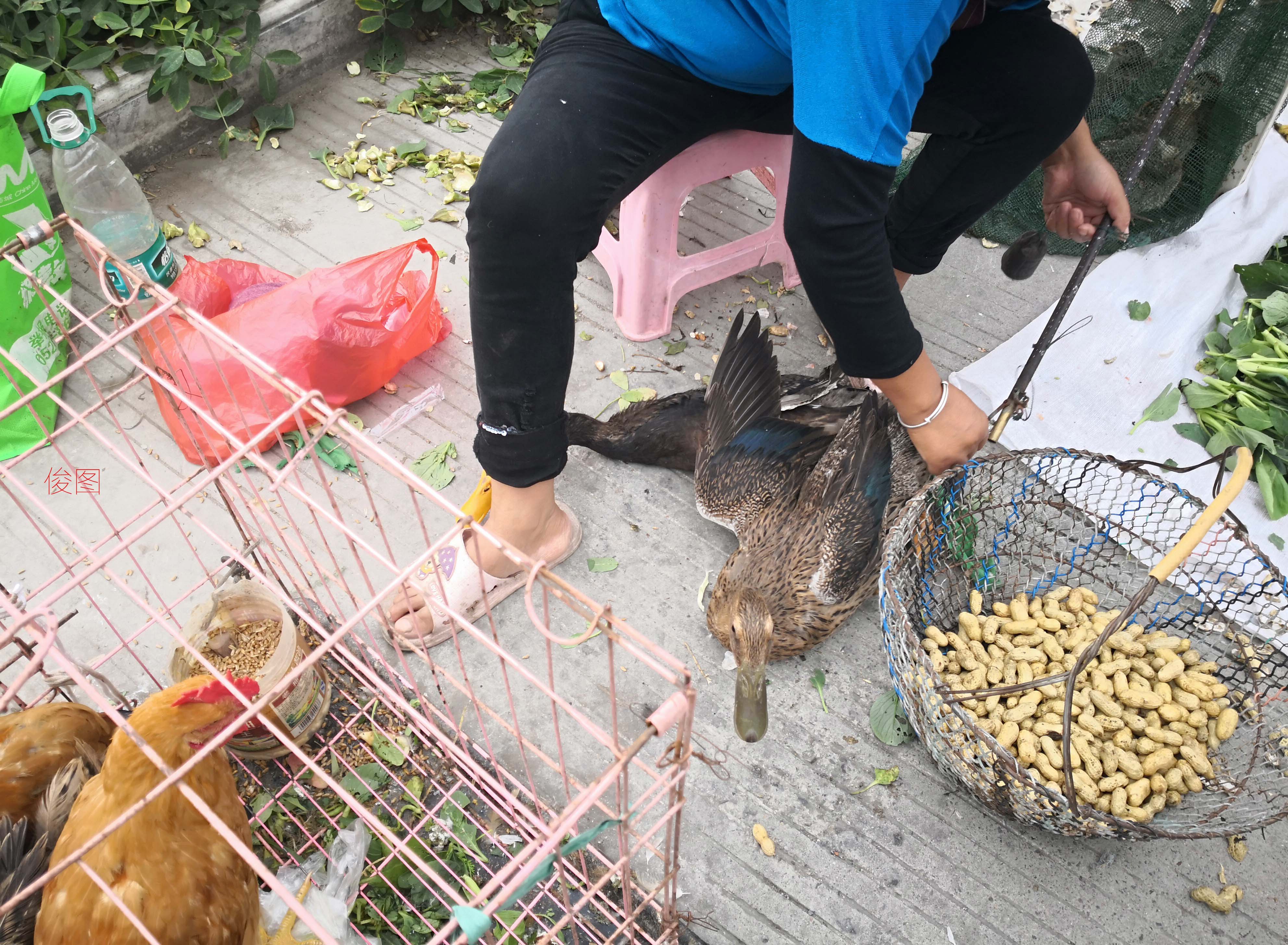 中秋送节礼,准新郎买鸭子,主人为啥只要一半钱