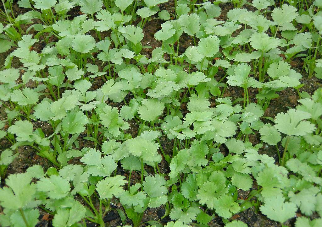 种植香菜预防抽薹很关键,只需掌握这4点,轻轻松松获高产!