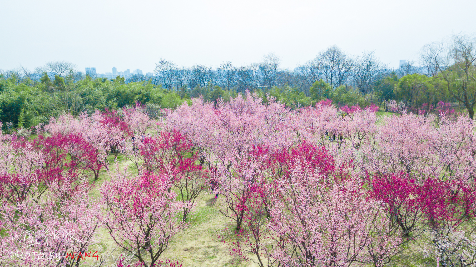 雨水不歇,冒着周冬雨,蜀冈之上梅花林里望春来