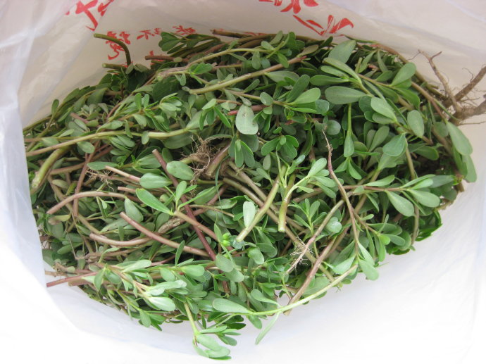 长了白发很闹心?不如在家里种点这东西,黑发效果看得见!