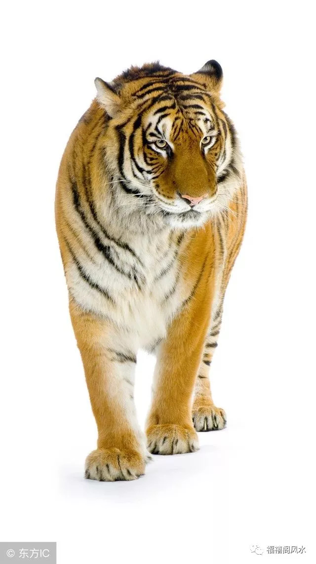 九月"虎虎虎"摇身一变"金钱虎"!翻身的时候到了!不接不灵!