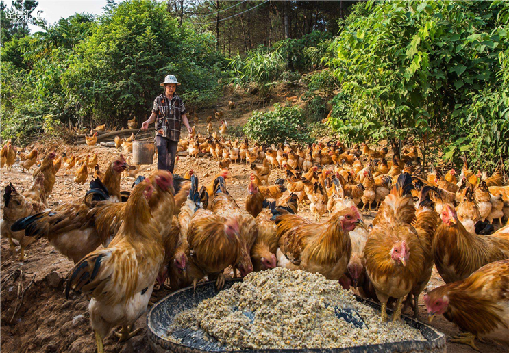 很多农民都会养鸡,怎样才能将生态养鸡做得更好呢?快看看