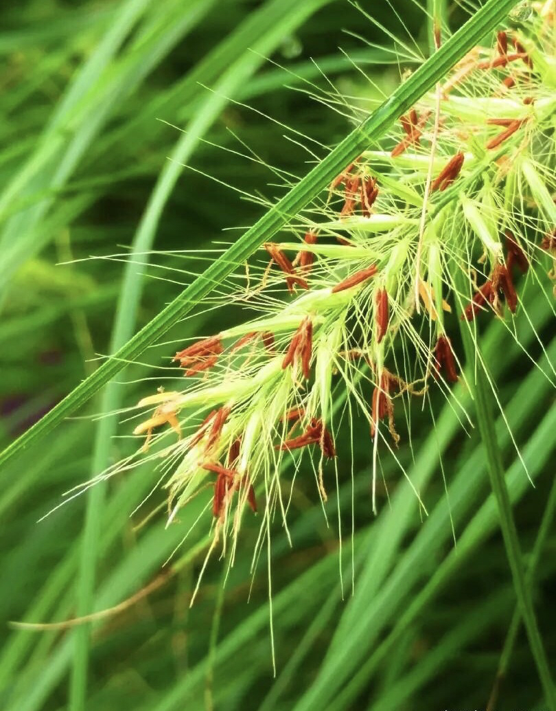 莎草目禾本科植物摄影《狗尾巴草》