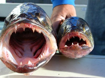 非洲巨型水虎魚戰鬥力堪比鯊魚,亞馬遜食人魚在它面前不值一提