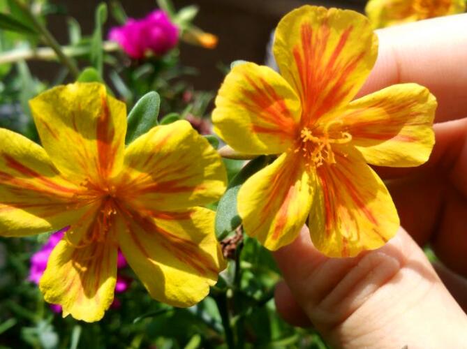 百度爱采购首页 商品专题_花种子籽播一年生的买人家直接种好剪下来的