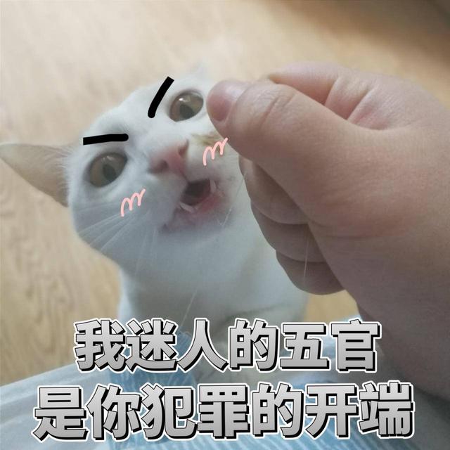 新出炉的猫咪表情包,怼人撒娇妥妥的