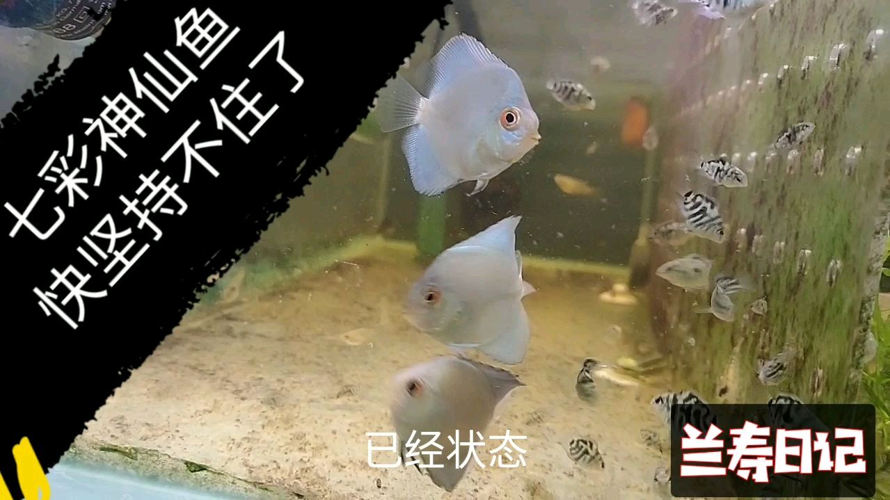 七彩神仙鱼快坚持不住了