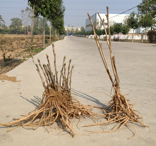 百度爱采购首页 商品专题_牡丹花左观赏牡丹花苗 右没有去根的凤丹苗