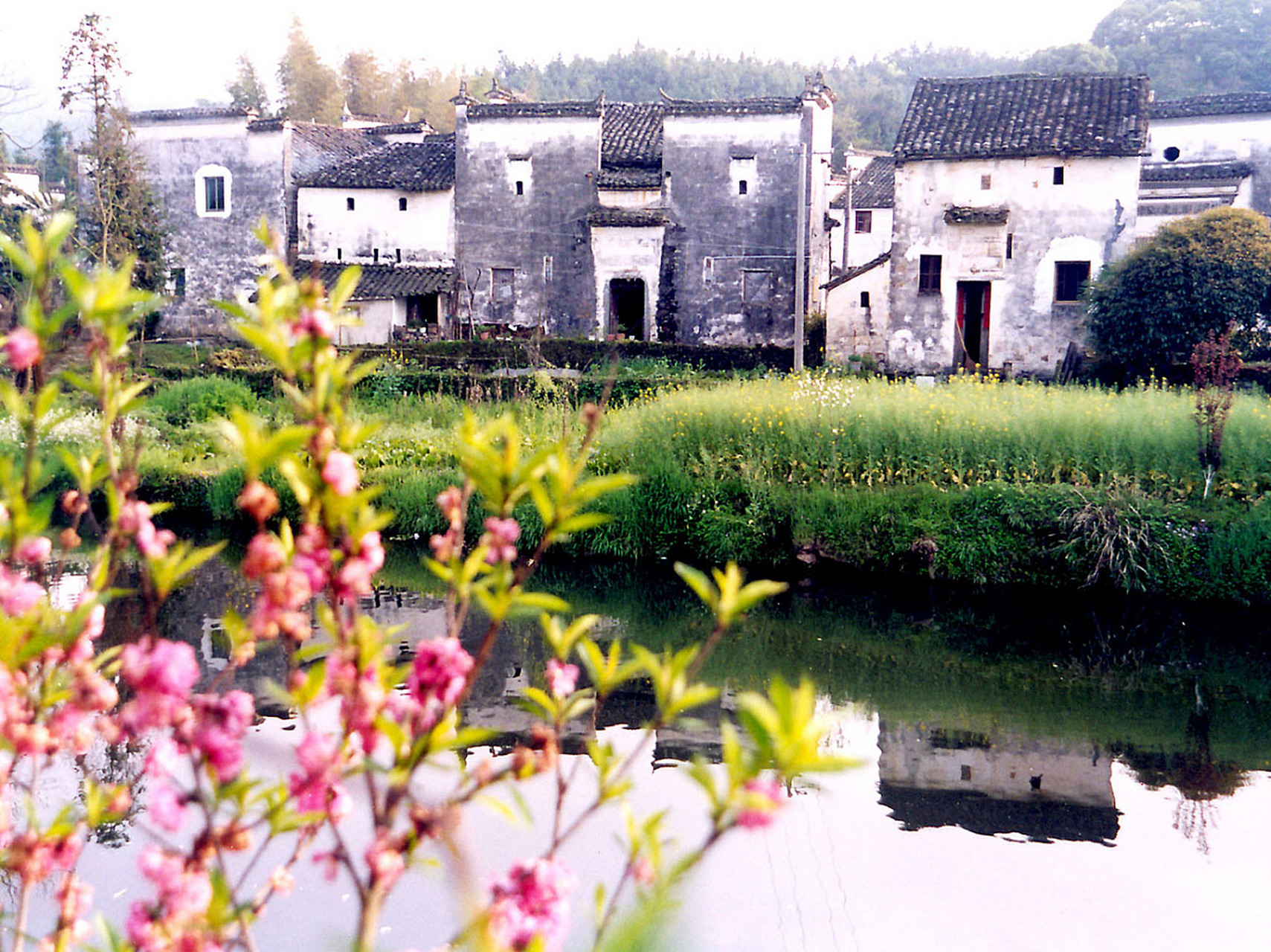 镜头里的春天# 春色婉约的安徽望江华阳镇,是一个充满生机与活力的