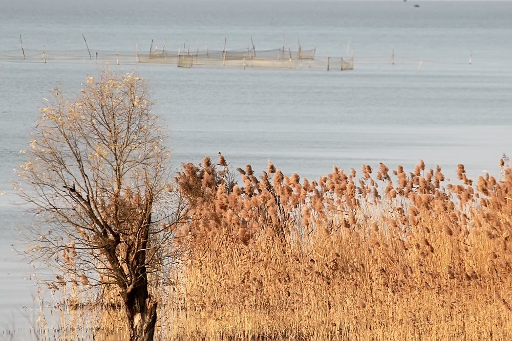 冬日里生长在洪泽湖水边的芦苇泛黄像一幅油画