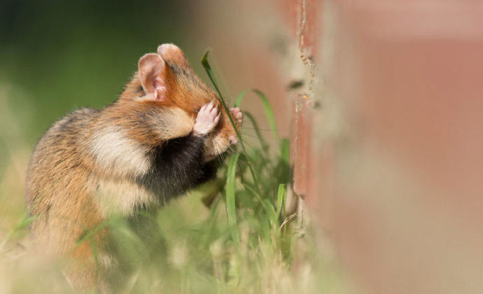 你见过这么可爱的鼠仔吗