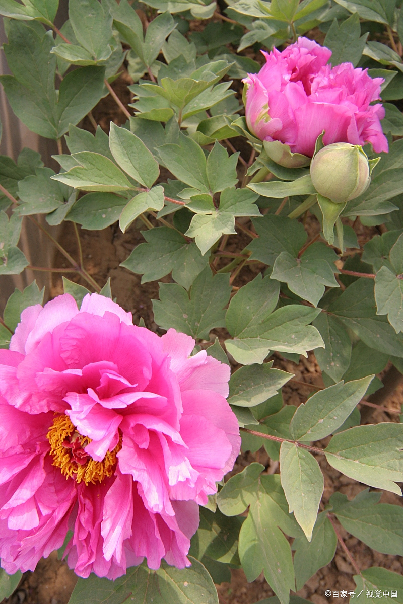 牡丹芍药姊妹花,花形相似,教你"4点细节",轻松区别它