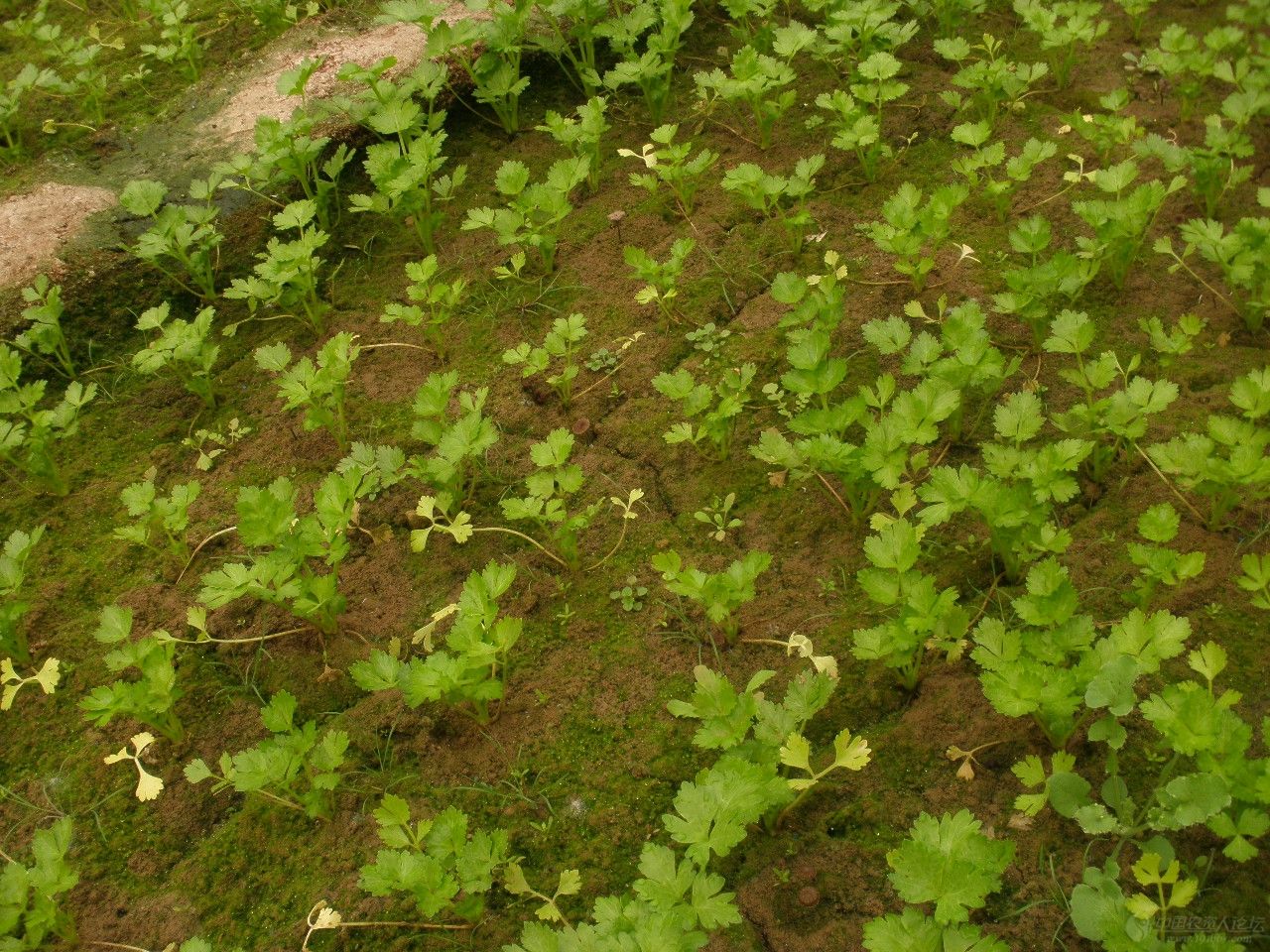芹菜根部吸收能力较弱,该如何进行育苗呢?育苗的四个技术!