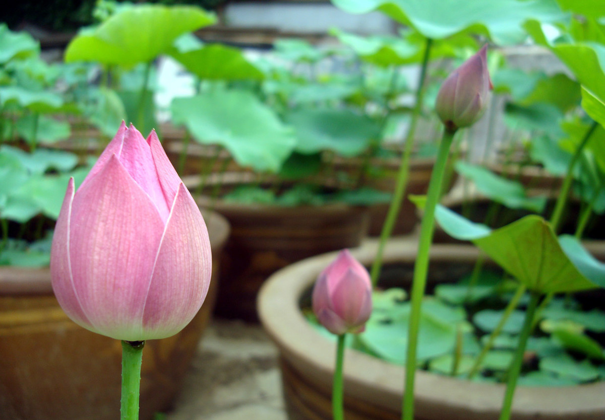菜藕能够开花吗?如何丰花?