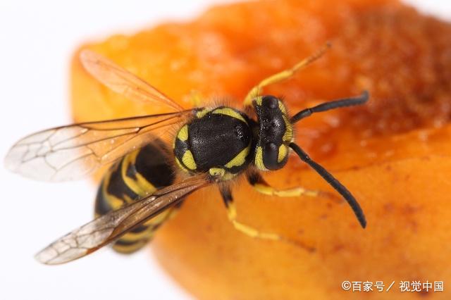 马蜂尾部的刺毒性还是很强的,体形比蜜蜂大
