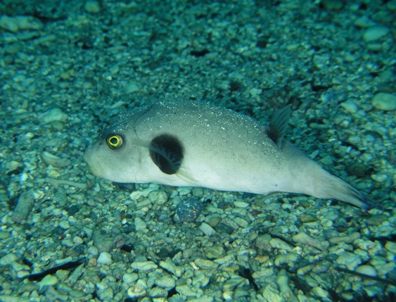 对无斑叉鼻鲀你了解多少?无斑叉鼻鲀知识大全